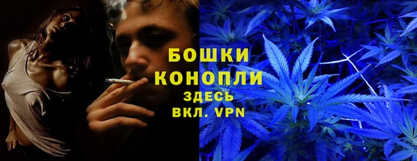индика Новодвинск